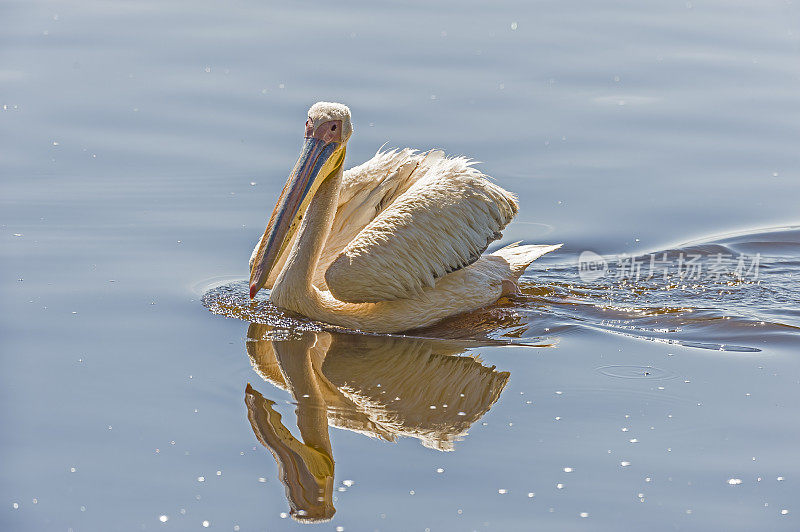 大白鹈鹕(Pelecanus onocrotalus)也被称为东方白鹈鹕、玫瑰色鹈鹕或白鹈鹕是鹈鹕科的一种鸟。飞越肯尼亚的纳库鲁湖国家公园。